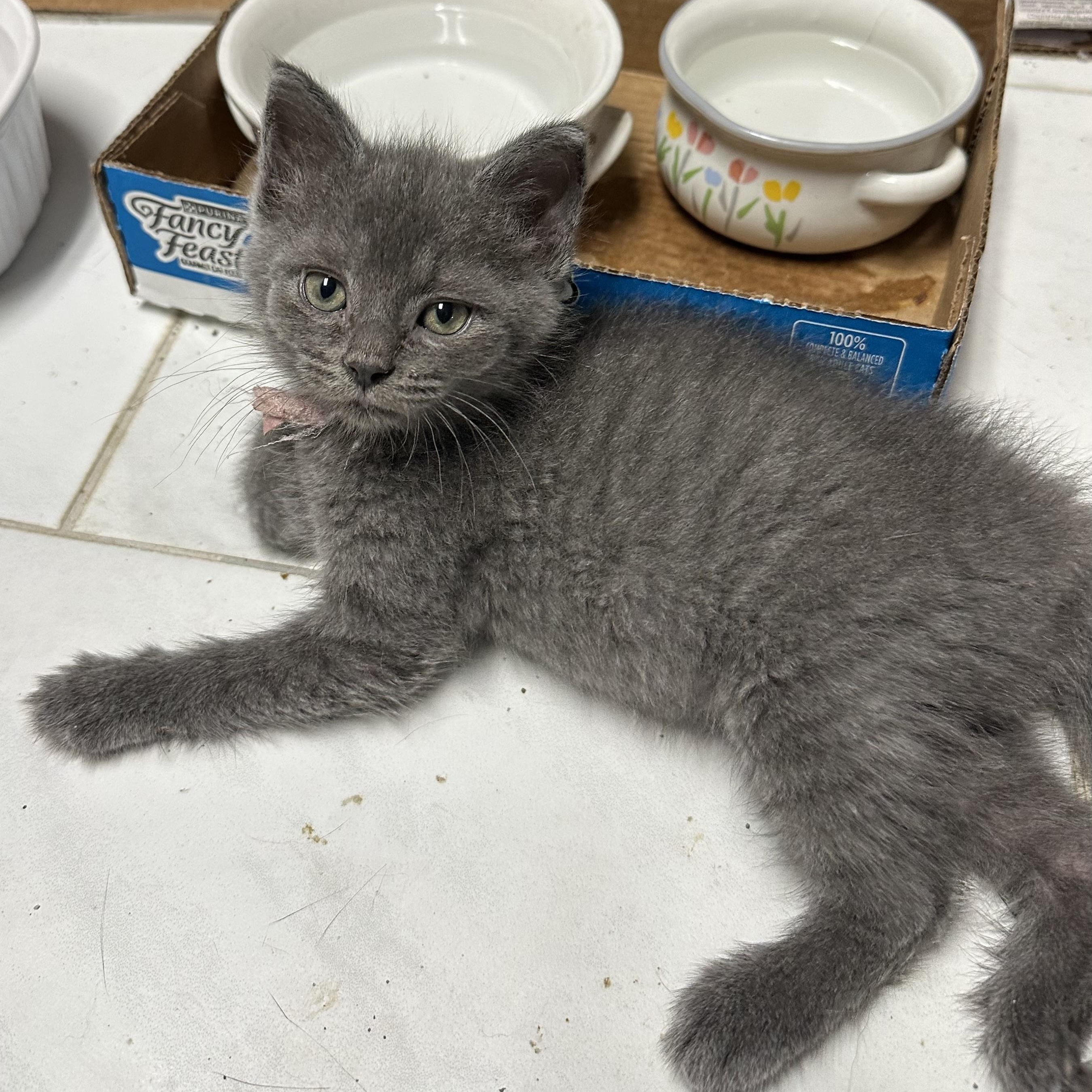 Precious Plato