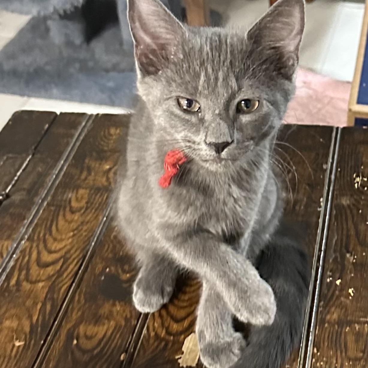 Precious Plato