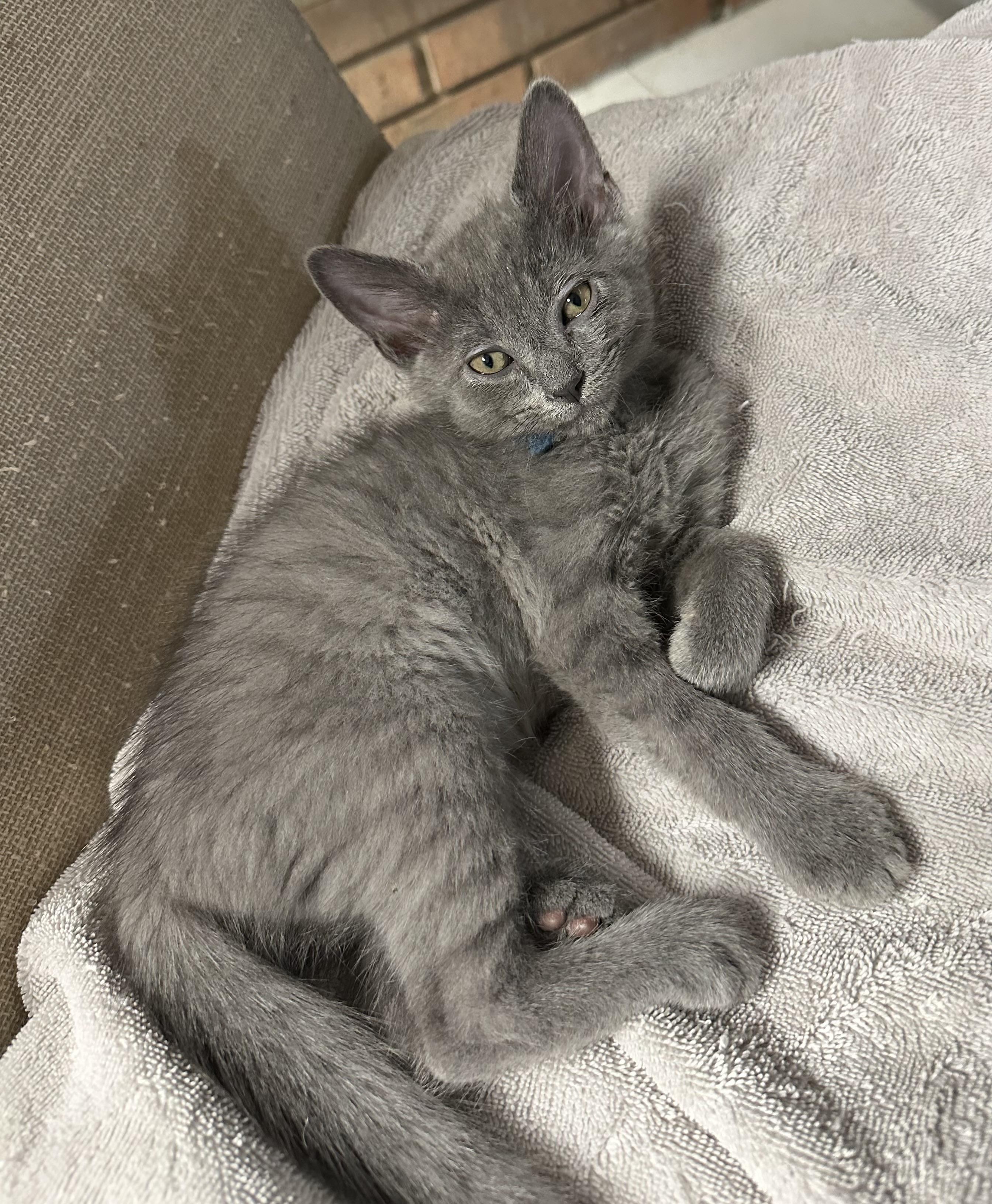 Precious Plato