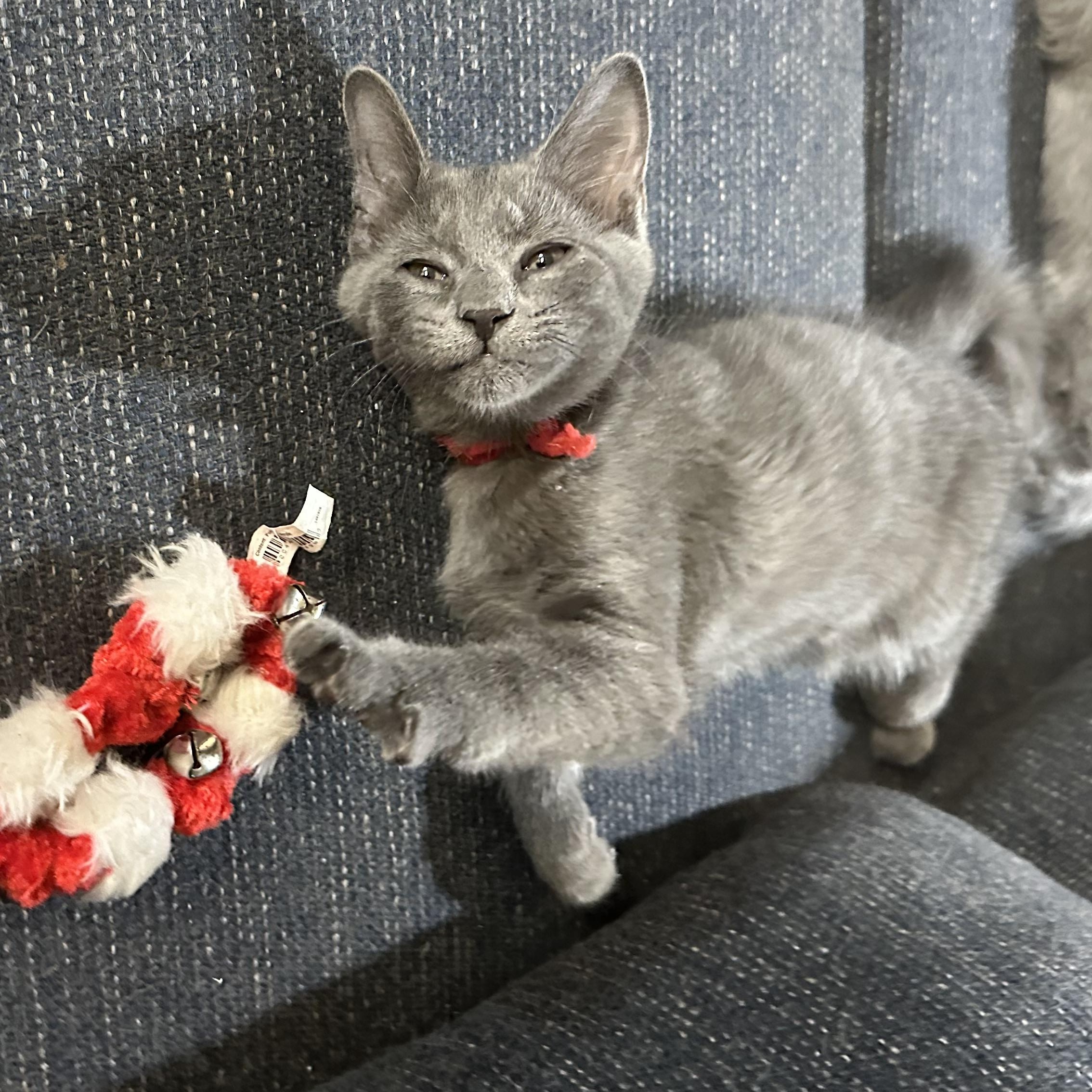 Precious Plato