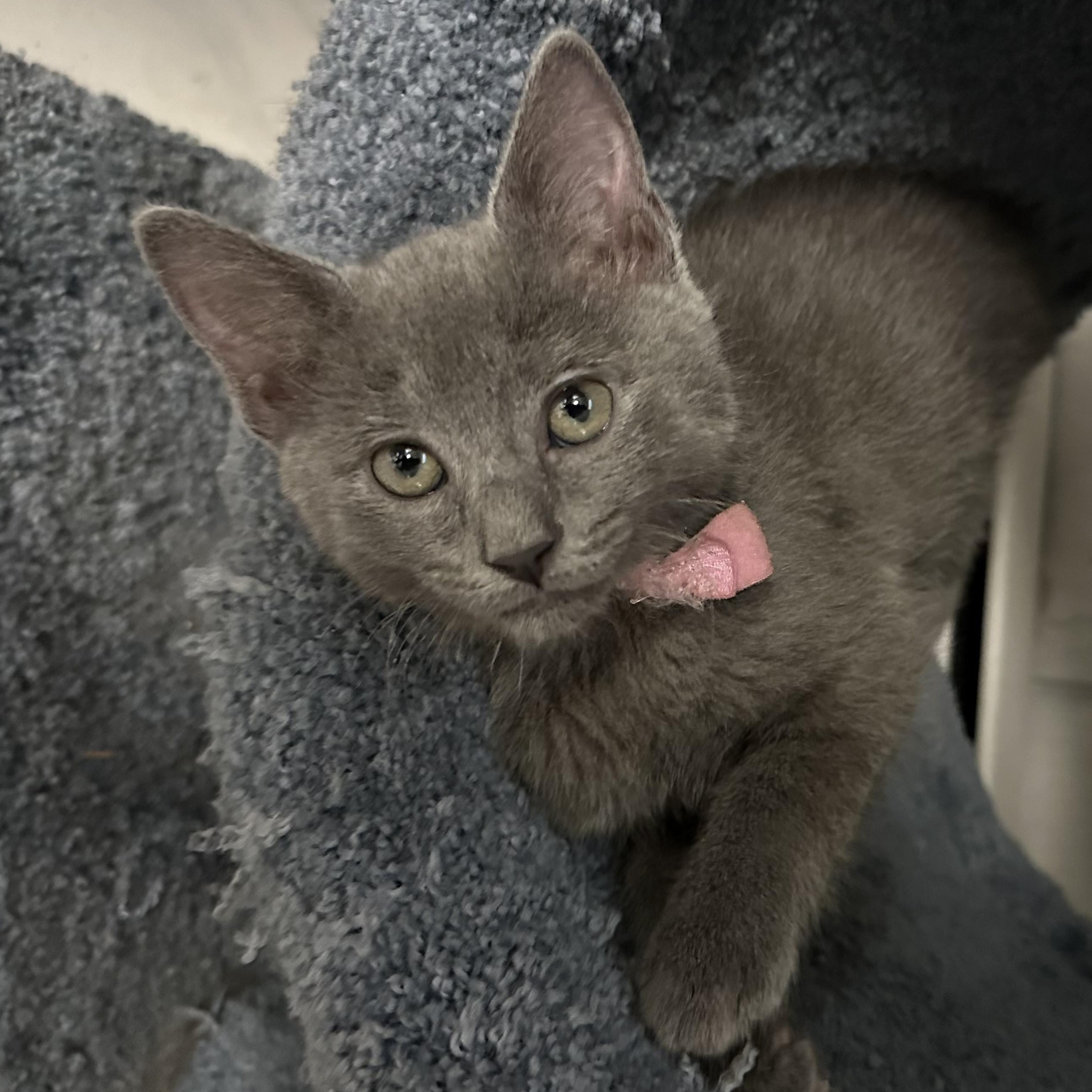 Precious Plato