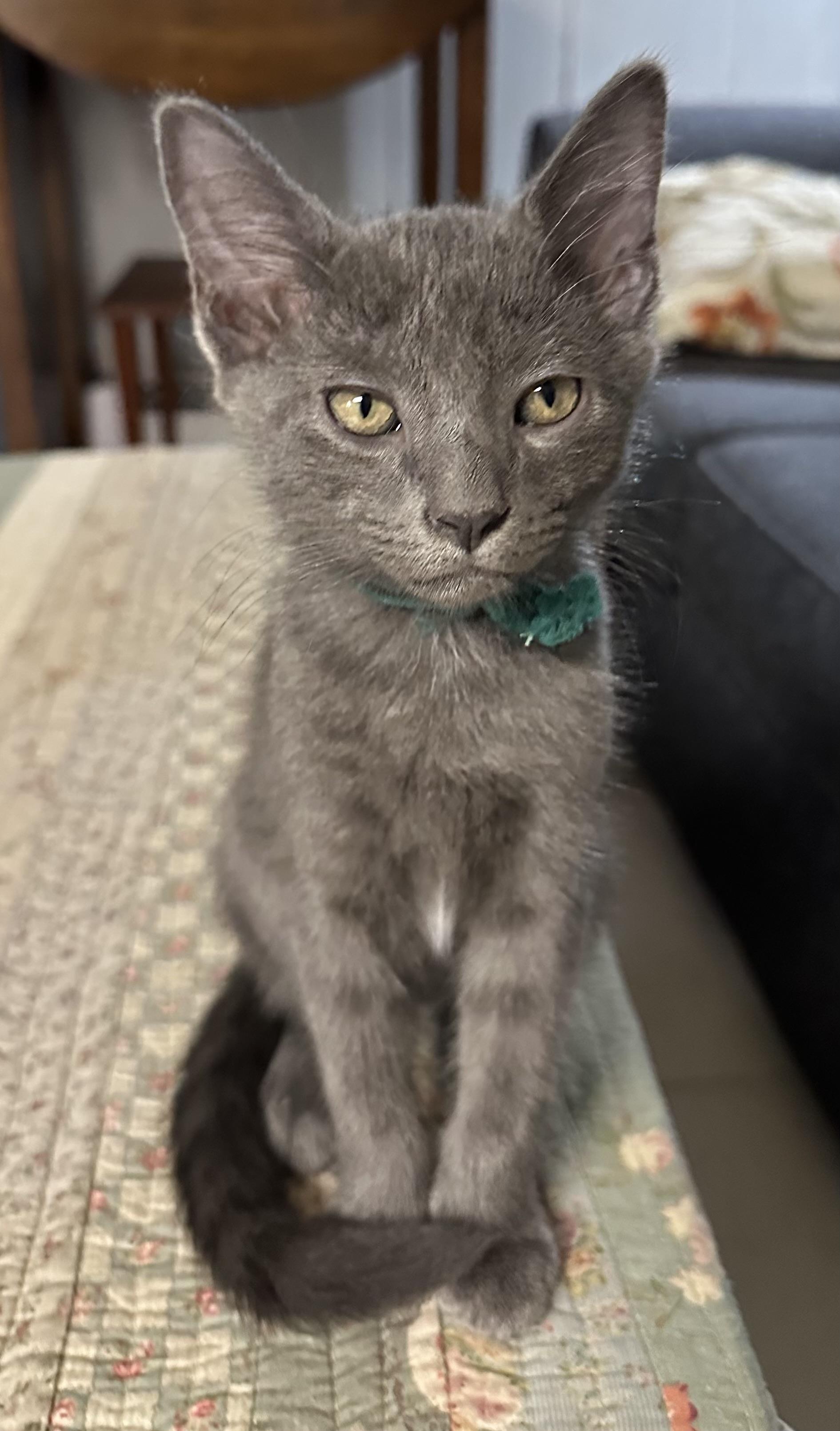 Precious Plato
