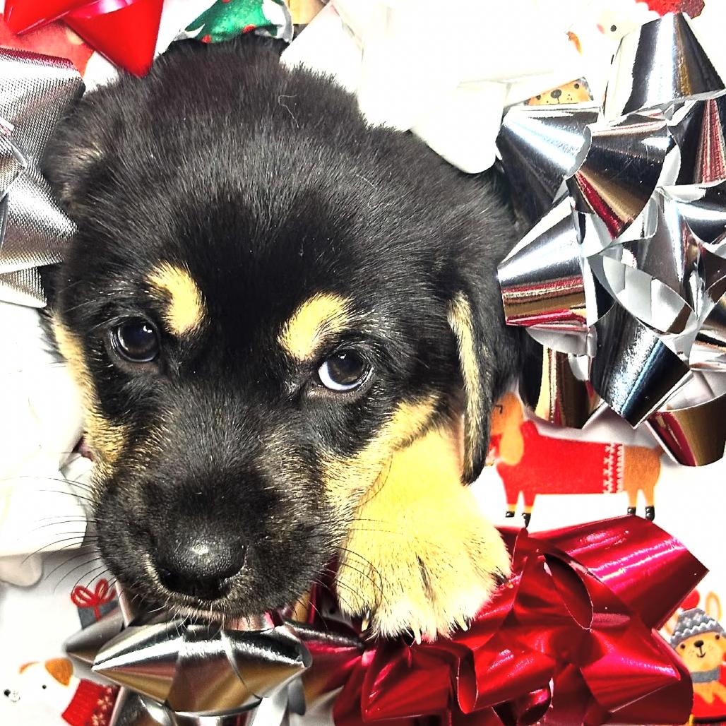 Enlarge Chocolate Chip, a Adoptable Beagle in Rockville, MD image 1/2