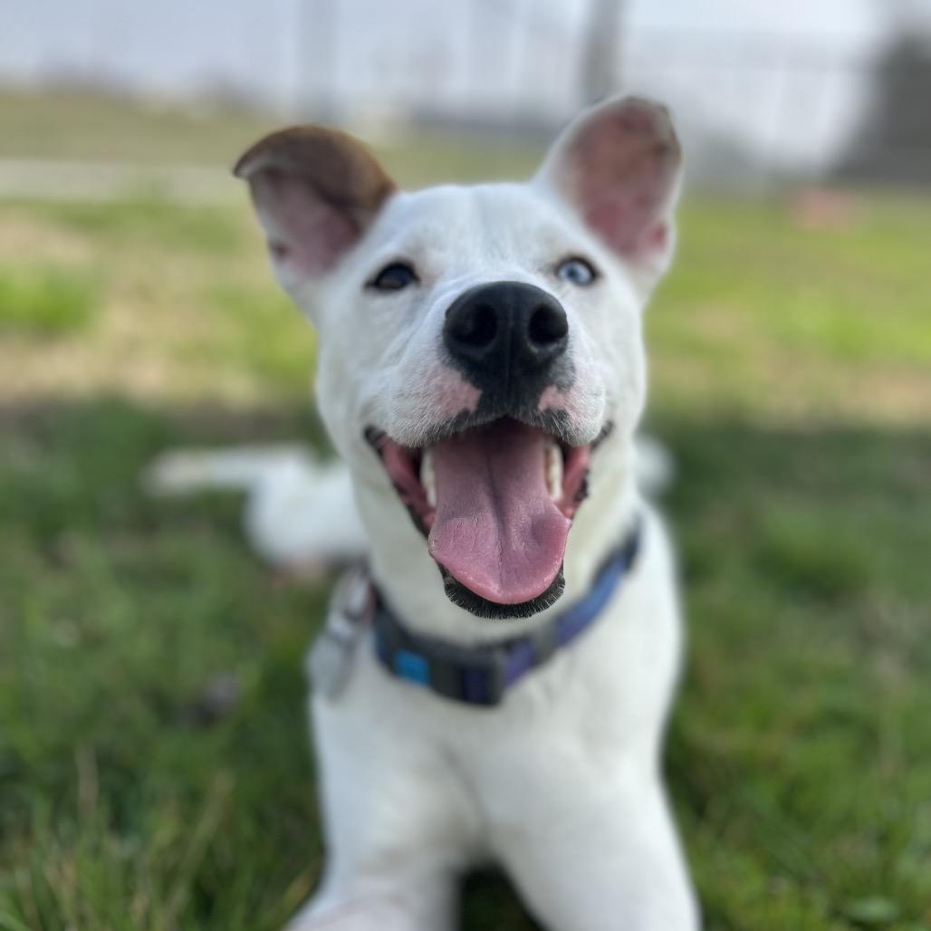 Little Lady, Adoptable, Young Female Mixed Breed.