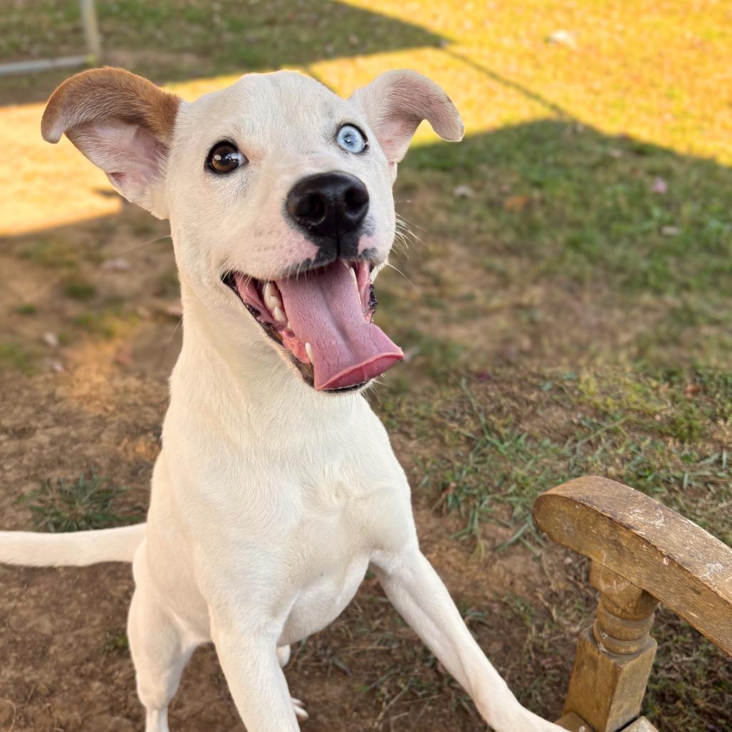 Little Lady, Adoptable, Young Female Mixed Breed.