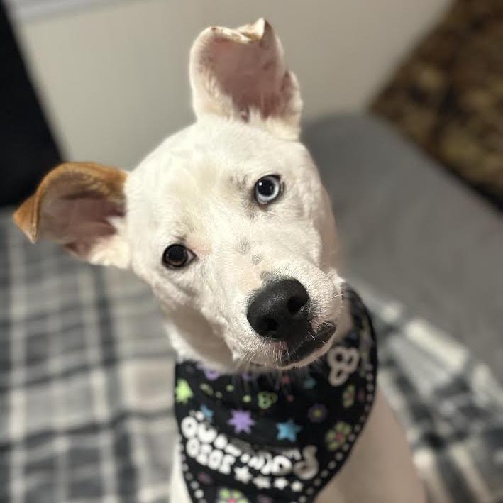 Little Lady — thumbnail 3