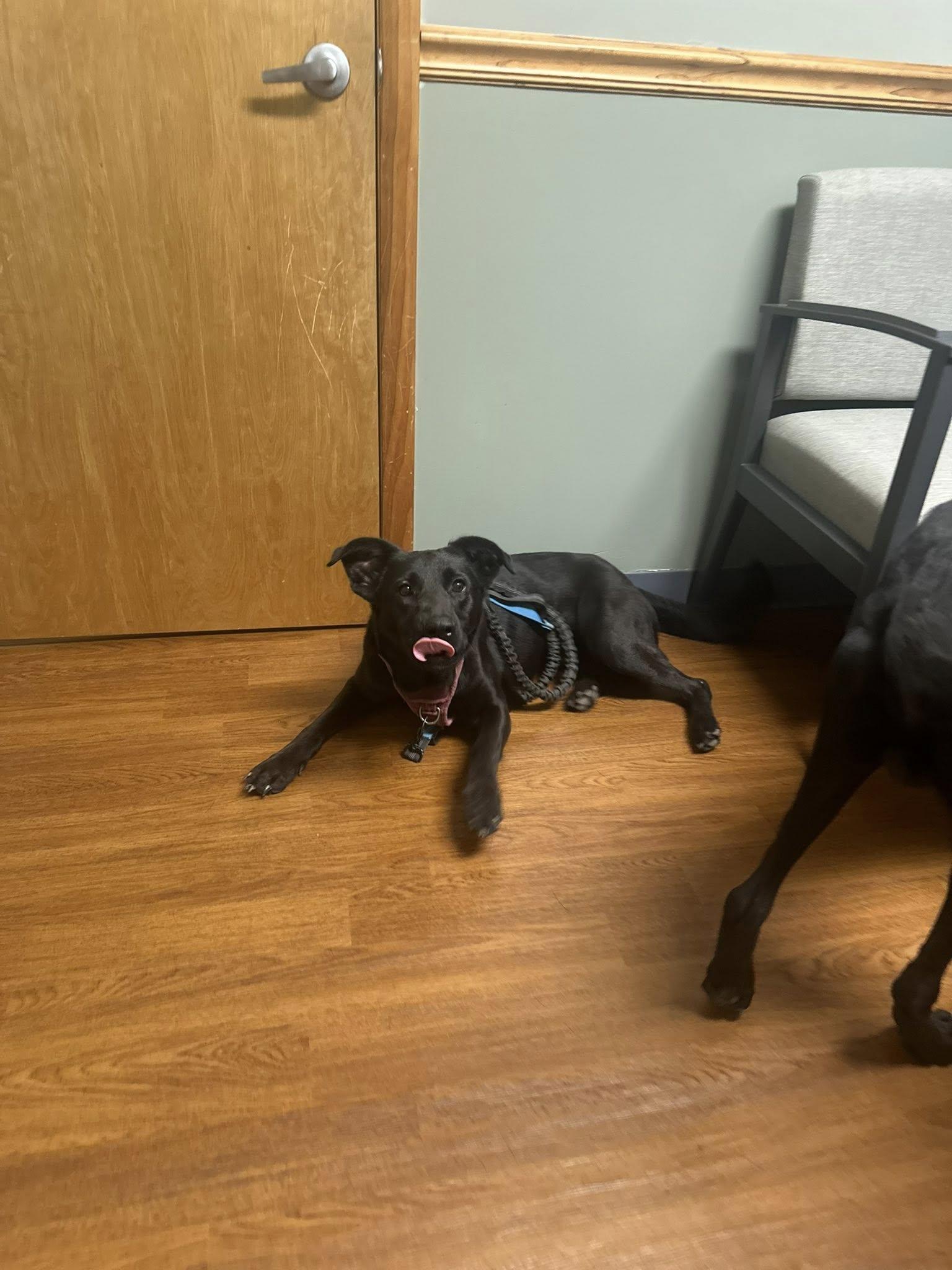 Lenny, a Adoptable German Shepherd Dog in Terre Haute, IN image 1/6