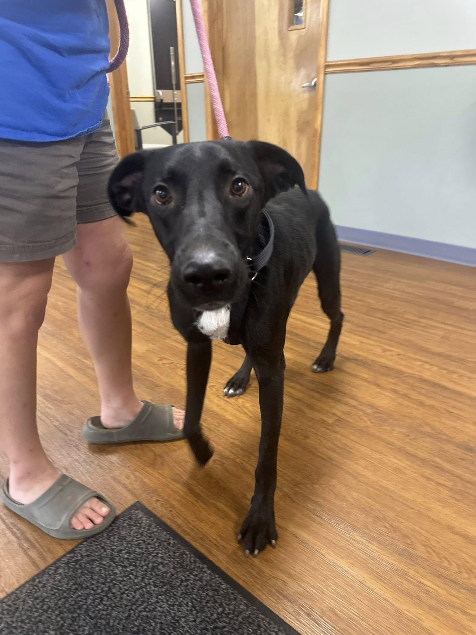 Lenny, a Adoptable German Shepherd Dog in Terre Haute, IN image 2/6