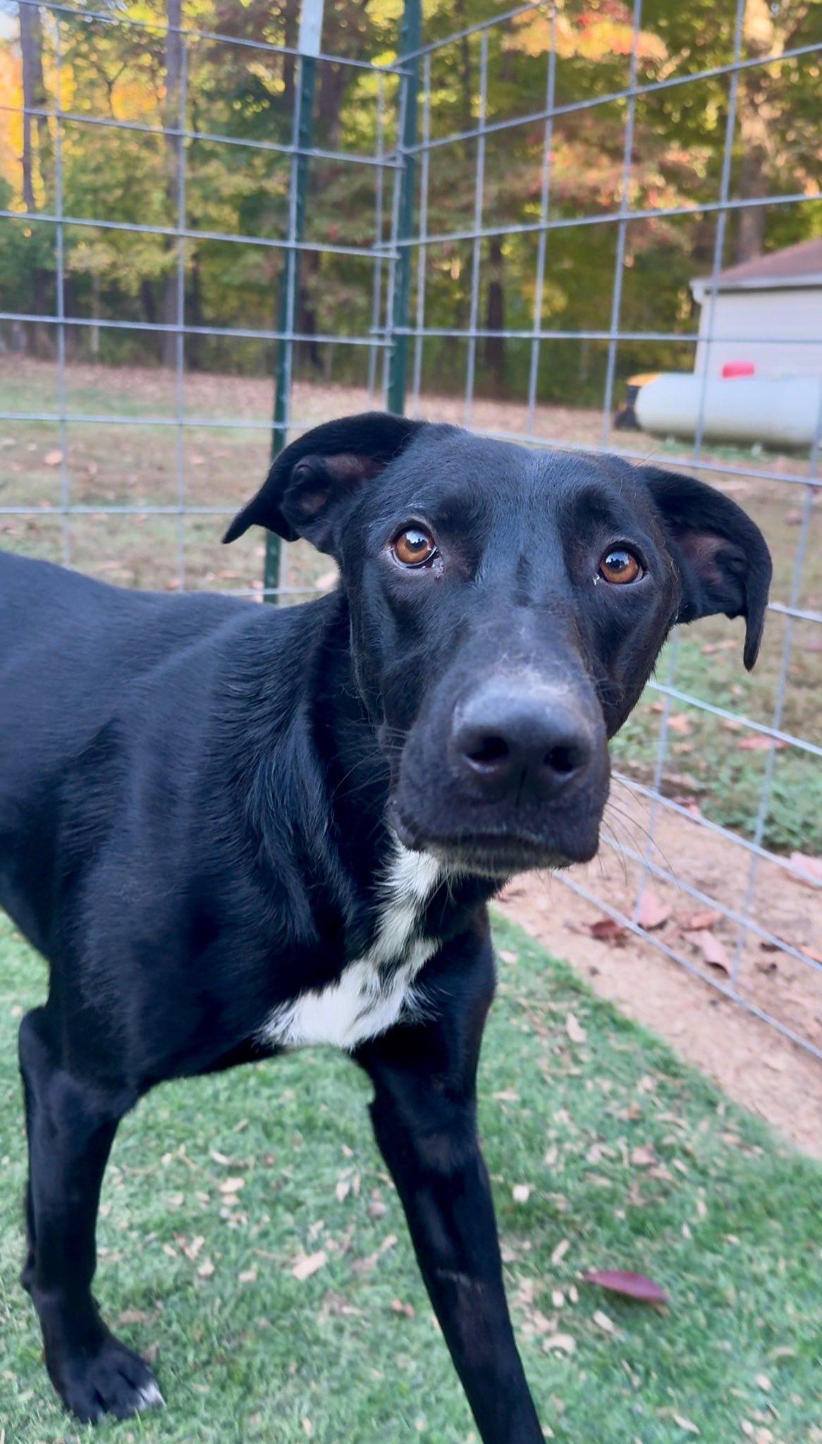 Lenny, a Adoptable German Shepherd Dog in Terre Haute, IN image 3/6