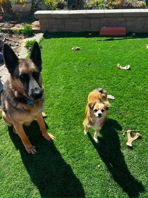 Koby, an adopted mixed breed in benicia, CA image 5/6
