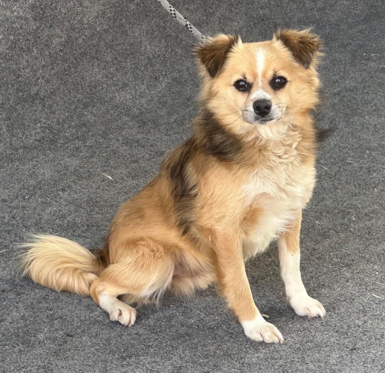 Koby, an adopted mixed breed in benicia, CA image 2/6