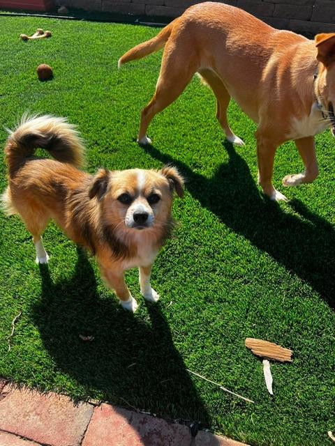 Koby, an adopted mixed breed in benicia, CA image 1/6