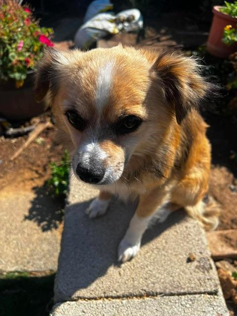 Koby, an adopted mixed breed in benicia, CA image 6/6