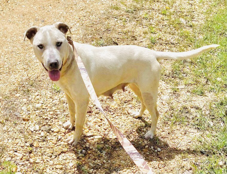 LilyBeth, a Adoptable mixed breed in Grand Bay, AL image 1/6