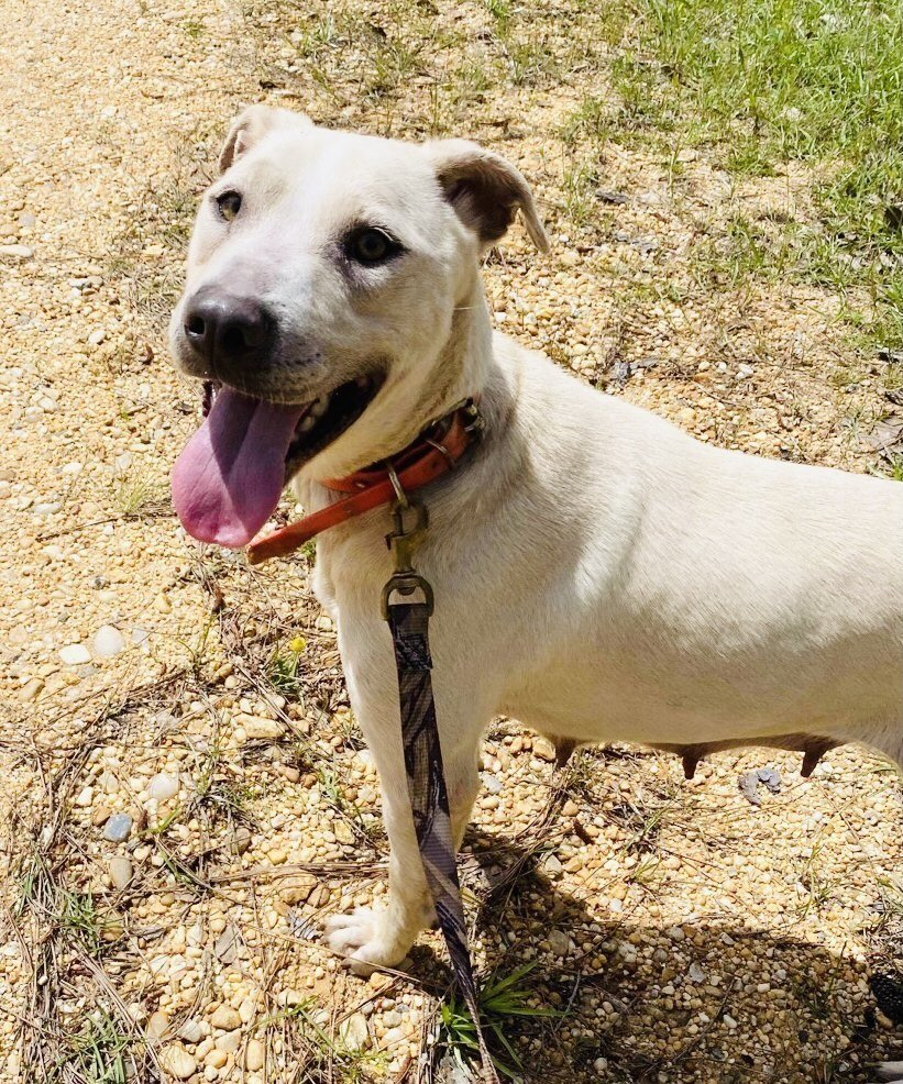 LilyBeth, a Adoptable mixed breed in Grand Bay, AL image 3/6