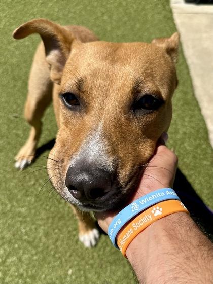 Lucario, Adoptable, Young Male Mixed Breed & Mixed Breed.