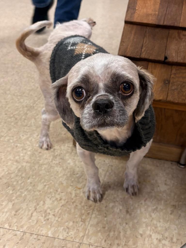 Enlarge Buster, a Adoptable Shih Tzu in Heber City, UT image 1/1