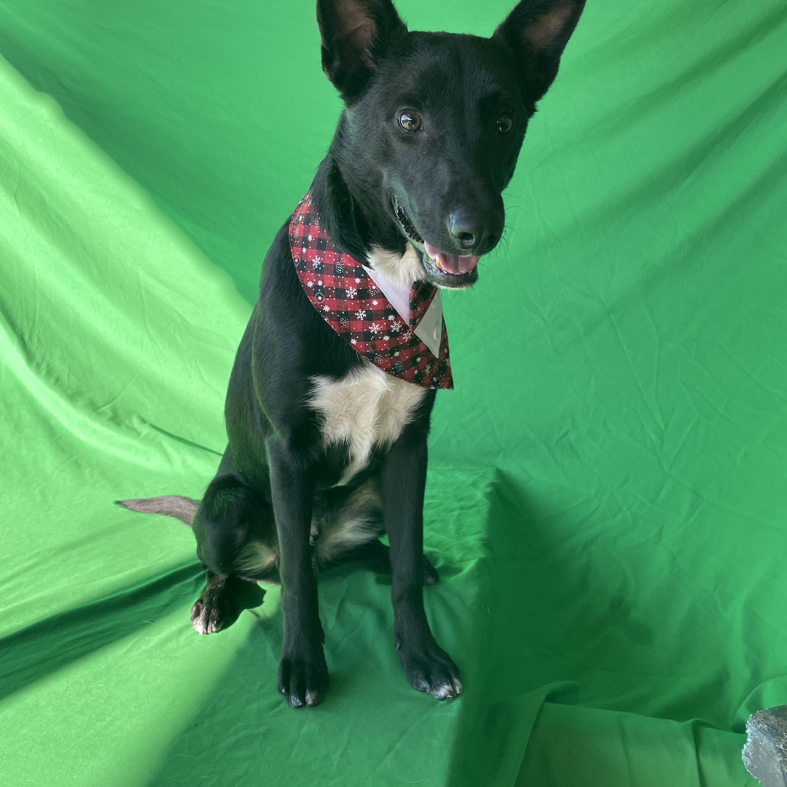Stanley, a ADOPTABLE German Shepherd Dog in Phoenix, AZ image 1/3