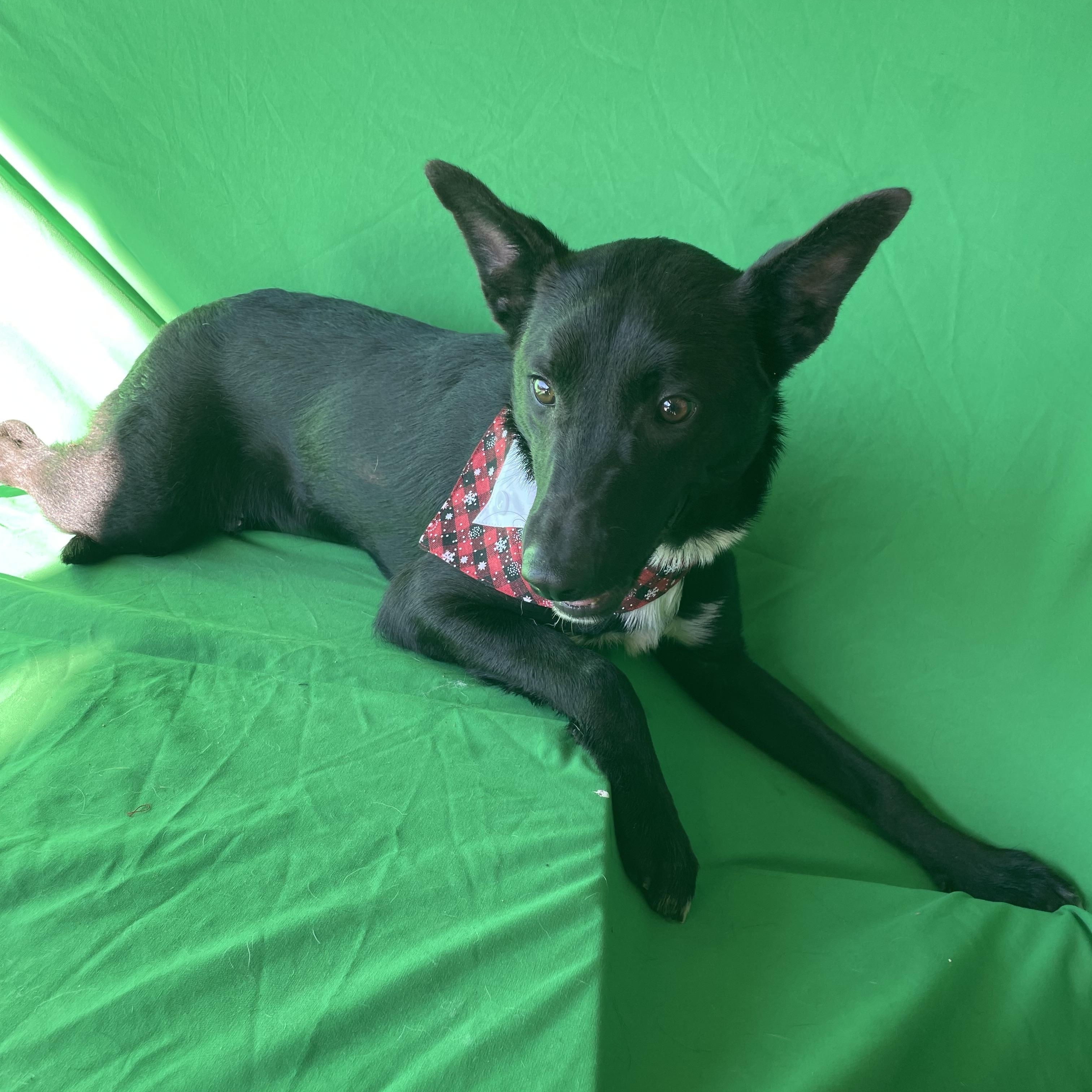 Stanley, a ADOPTABLE German Shepherd Dog in Phoenix, AZ image 2/3