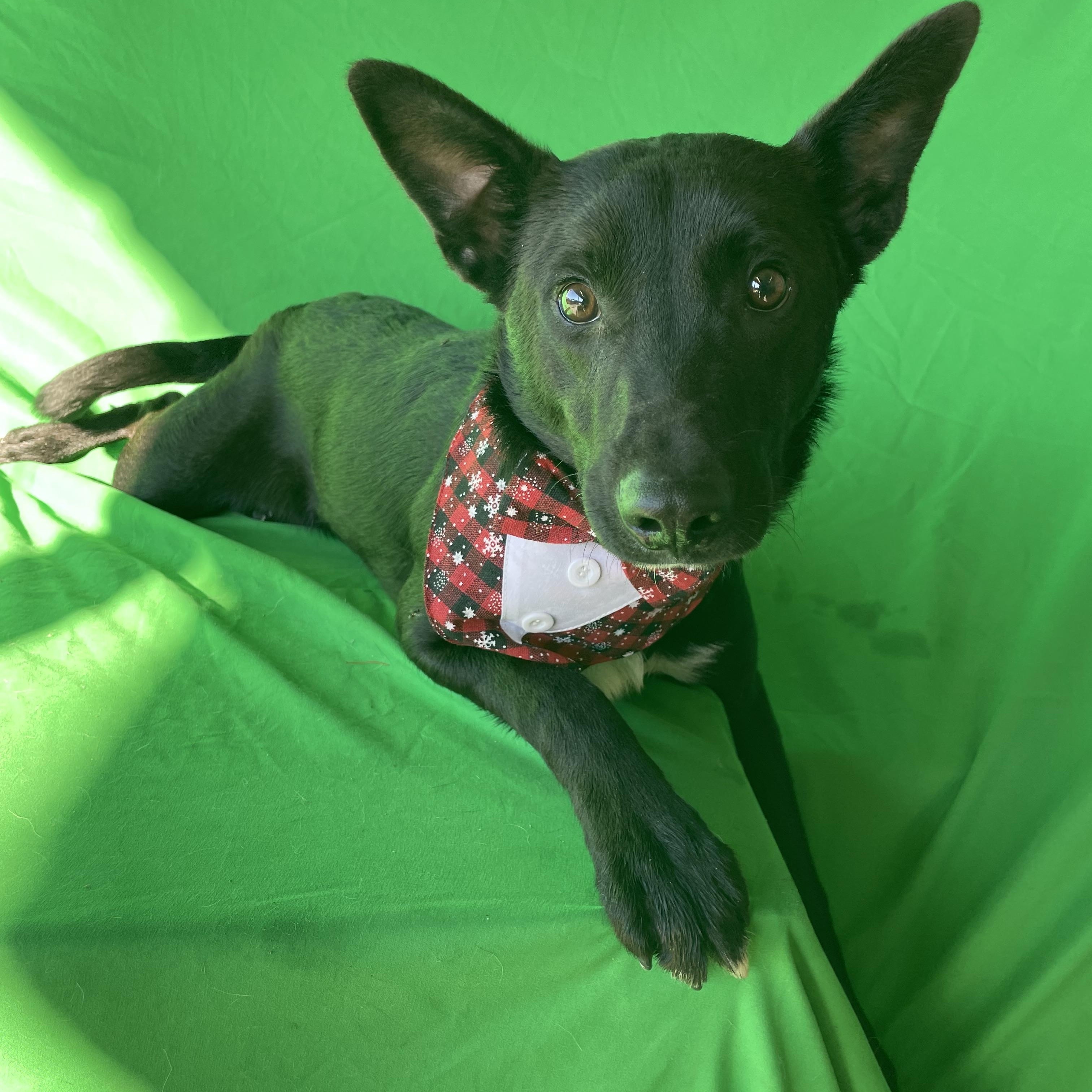 Stanley, a ADOPTABLE German Shepherd Dog in Phoenix, AZ image 3/3