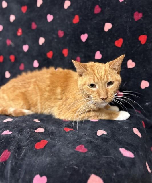 NORMAN, Adoptable, Adult Male Domestic Short Hair.