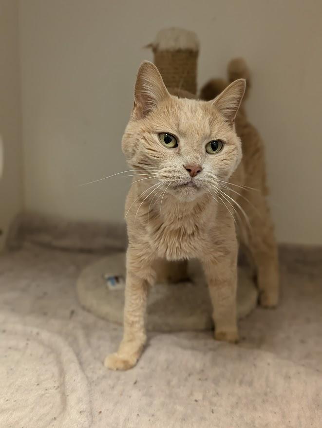 Enlarge Willow *Medical Needs*, a ADOPTABLE Domestic Short Hair in Coquitlam, BC image 1/1