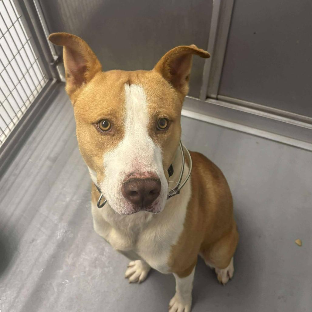 Enlarge Blaise, a Adoptable mixed breed in Rocky Mount, VA image 1/1