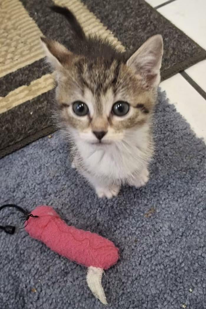 Enlarge 9 Volt, a ADOPTABLE Domestic Short Hair in Monterey, VA image 2/4