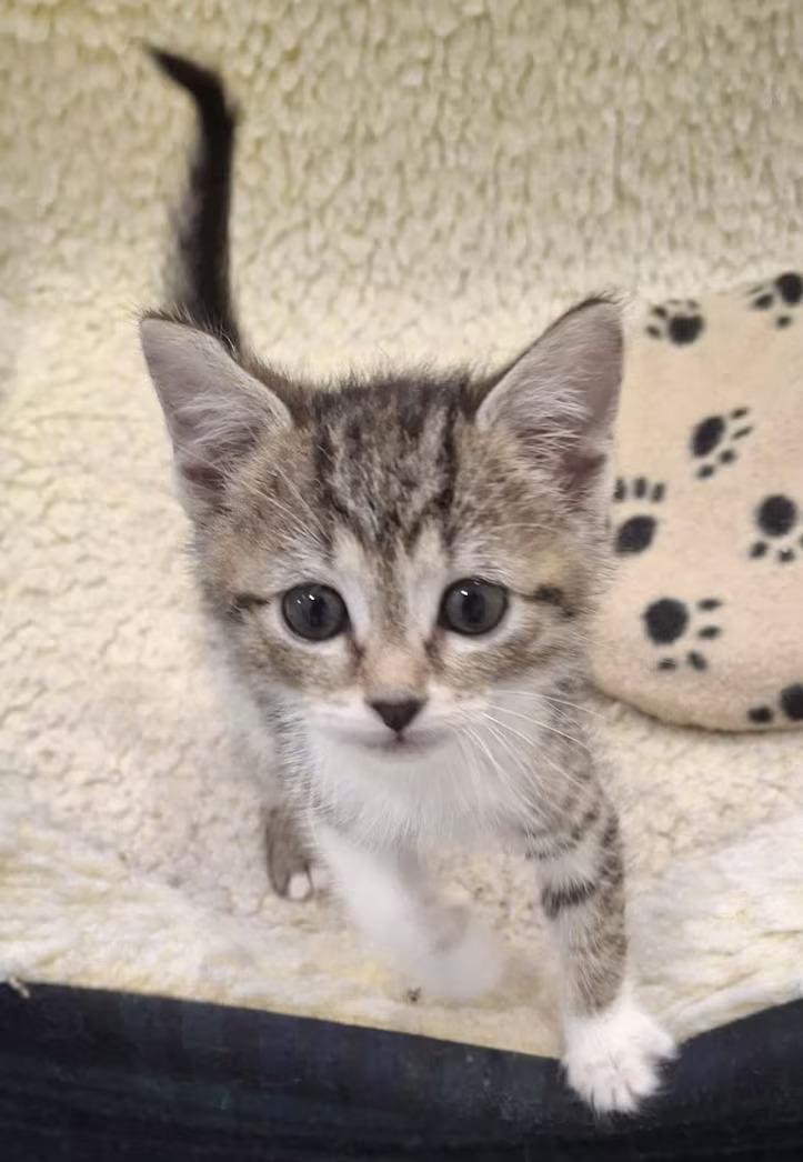 9 Volt, ADOPTABLE, Kitten Male Domestic Short Hair.