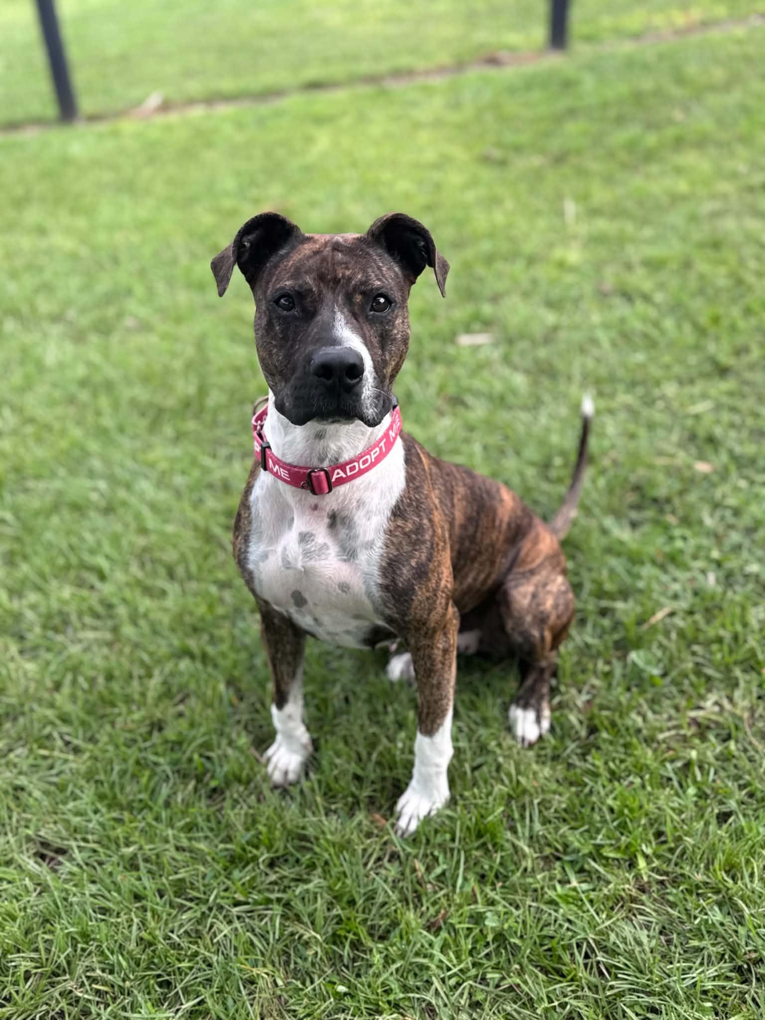 Enlarge Pepper, a Adoptable mixed breed in Myakka City, FL image 5/5
