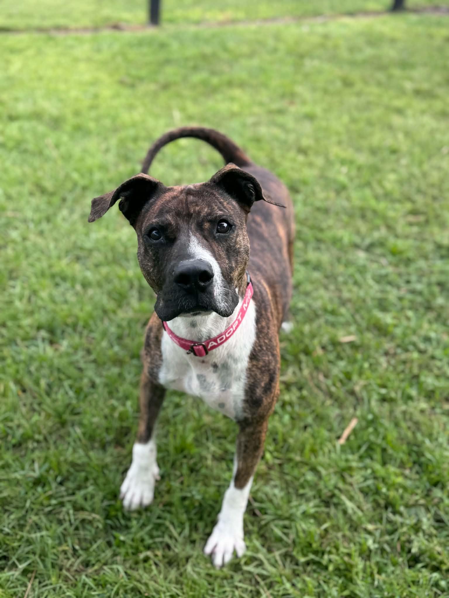Enlarge Pepper, a Adoptable mixed breed in Myakka City, FL image 3/5