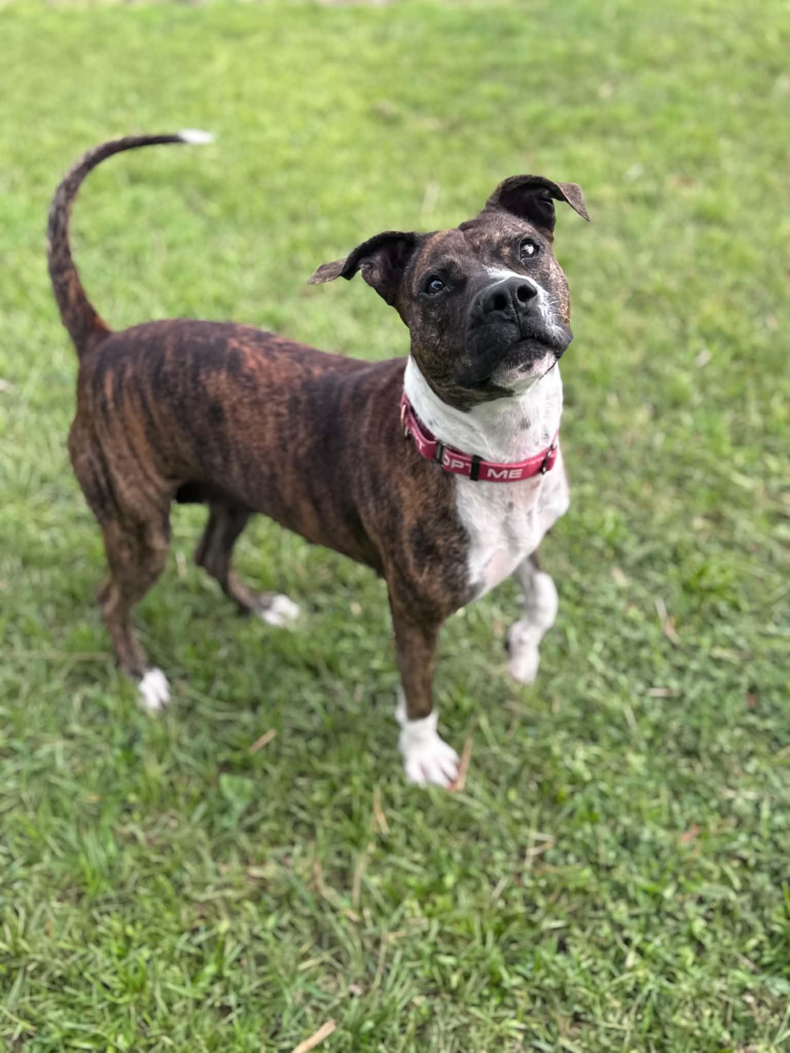 Enlarge Pepper, a Adoptable mixed breed in Myakka City, FL image 1/5