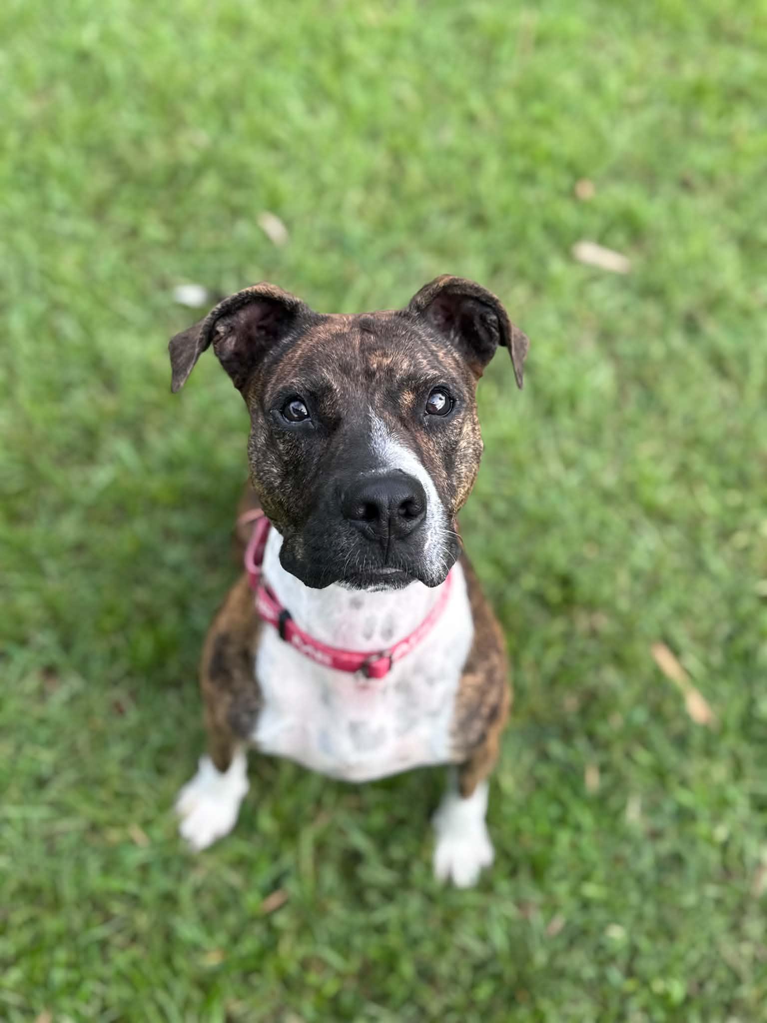 Enlarge Pepper, a Adoptable mixed breed in Myakka City, FL image 2/5