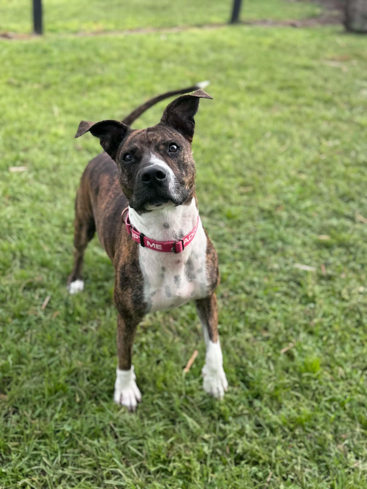 Enlarge Pepper, a Adoptable mixed breed in Myakka City, FL image 4/5