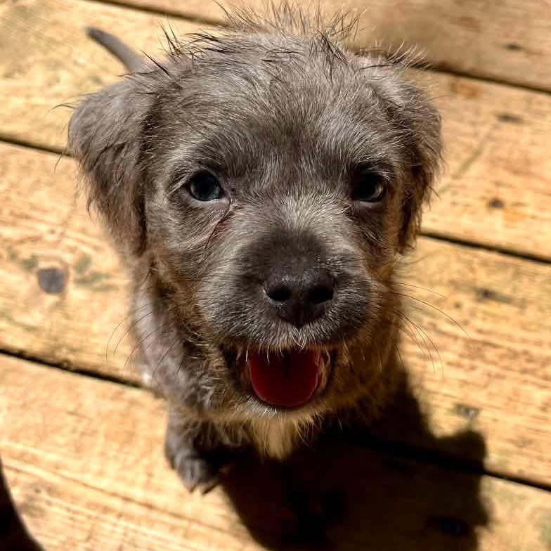 Chickadee, Adoptable, Puppy Female Schnoodle & Pit Bull Terrier.