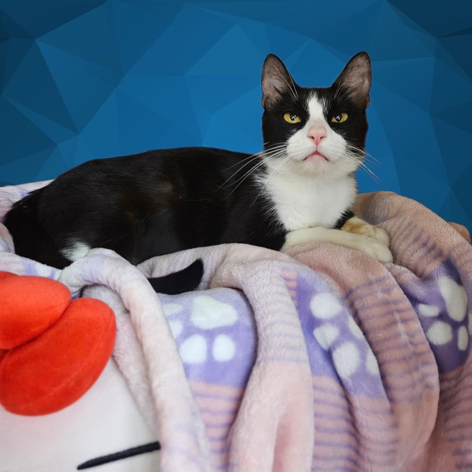 Bronxly Arizona, Adoptable, Adult Female Tuxedo.