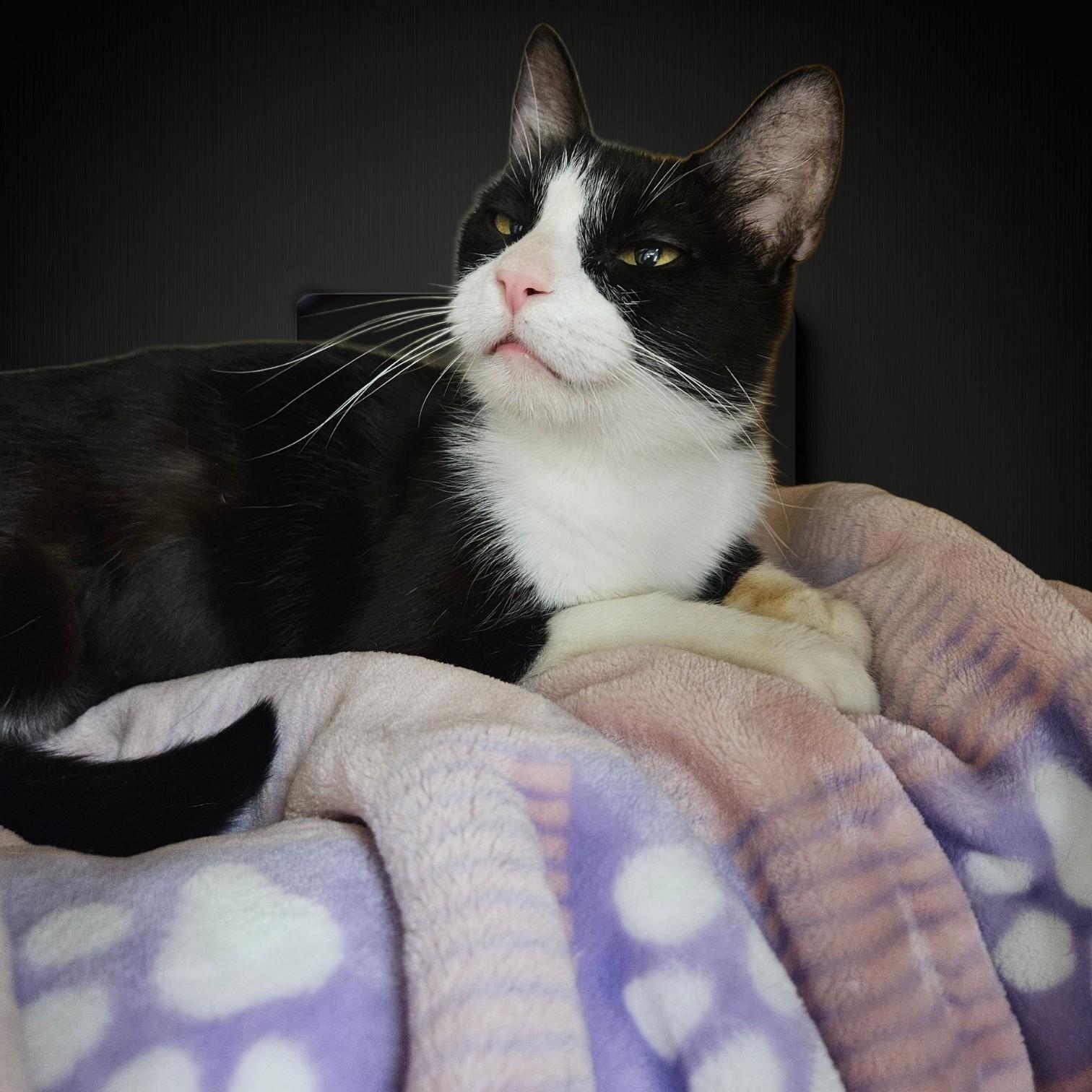Enlarge Bronxly Arizona, a Adoptable Tuxedo in Phoenix, AZ image 2/4