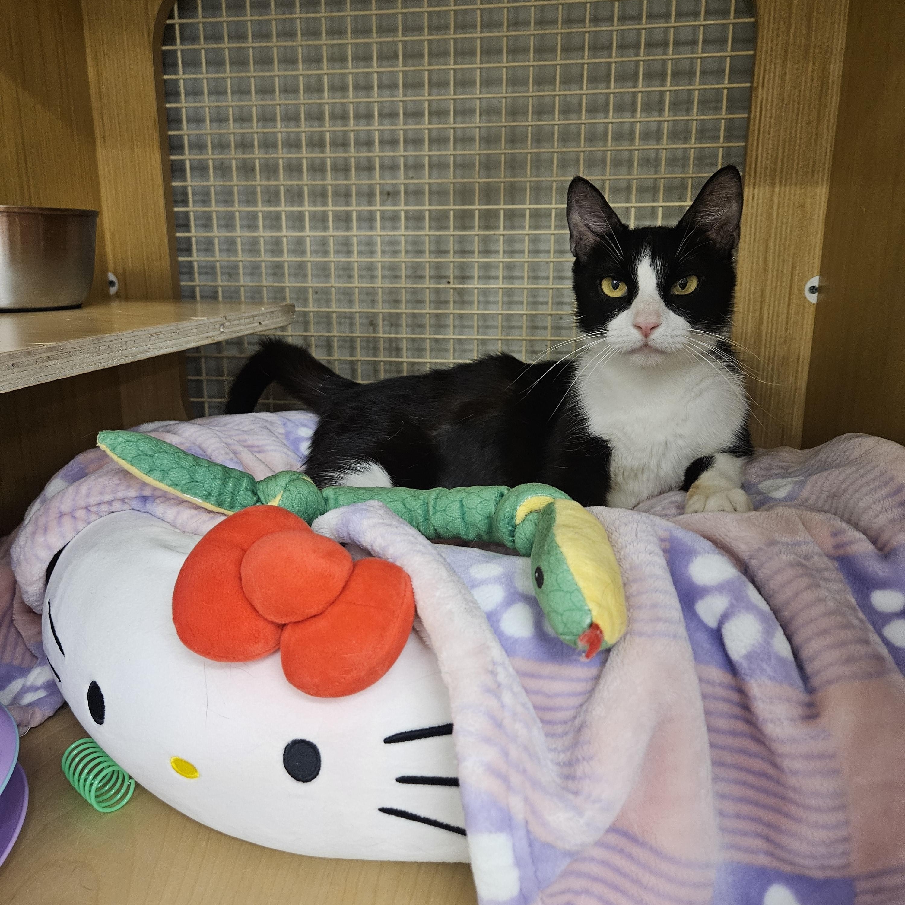 Enlarge Bronxly Arizona, a Adoptable Tuxedo in Phoenix, AZ image 4/4