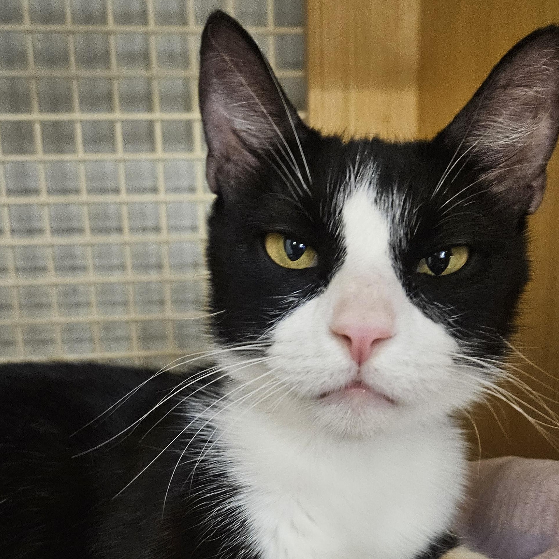 Enlarge Bronxly Arizona, a Adoptable Tuxedo in Phoenix, AZ image 3/4