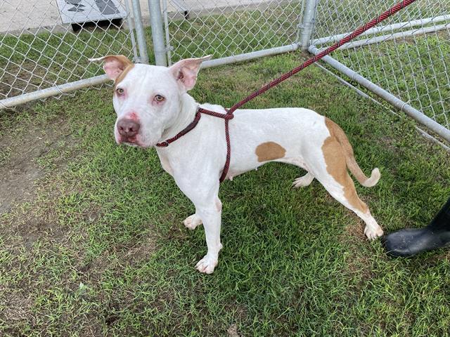 Enlarge MERIDA, a Adoptable Pit Bull Terrier in Corpus Christi, TX image 1/1
