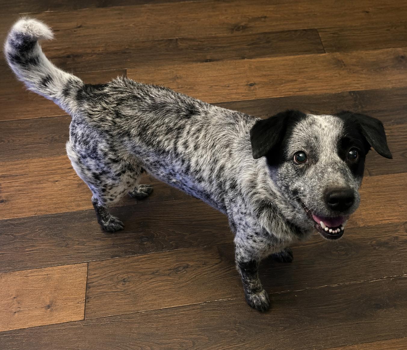 Enlarge Evie, an adopted mixed breed in Colville , WA image 2/2
