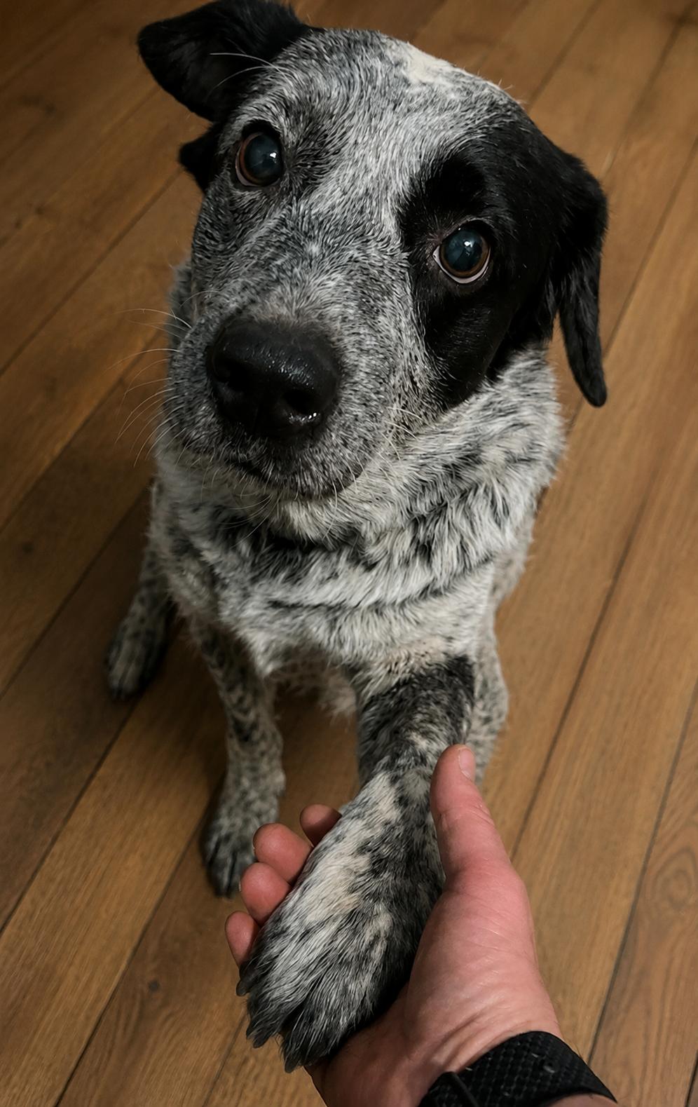 Enlarge Evie, an adopted mixed breed in Colville , WA image 1/2