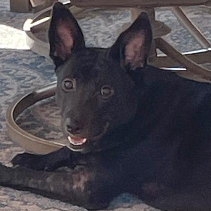 Enlarge Tori, a Adoptable Mixed Breed in Las Cruces, NM image 2/6