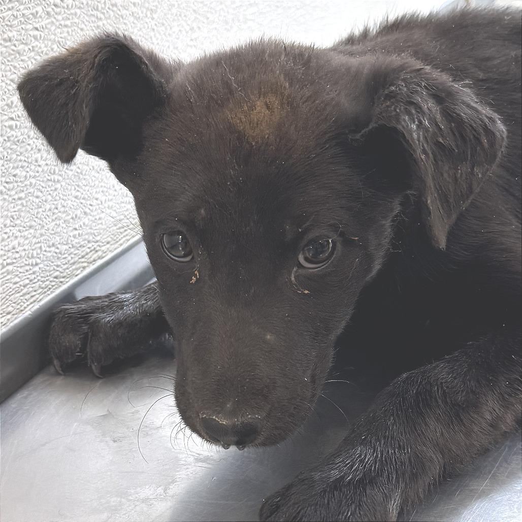 Enlarge Tori, a Adoptable Mixed Breed in Las Cruces, NM image 3/6