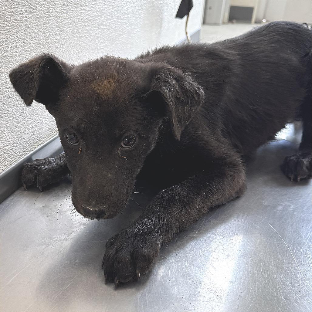 Enlarge Tori, a Adoptable Mixed Breed in Las Cruces, NM image 4/6