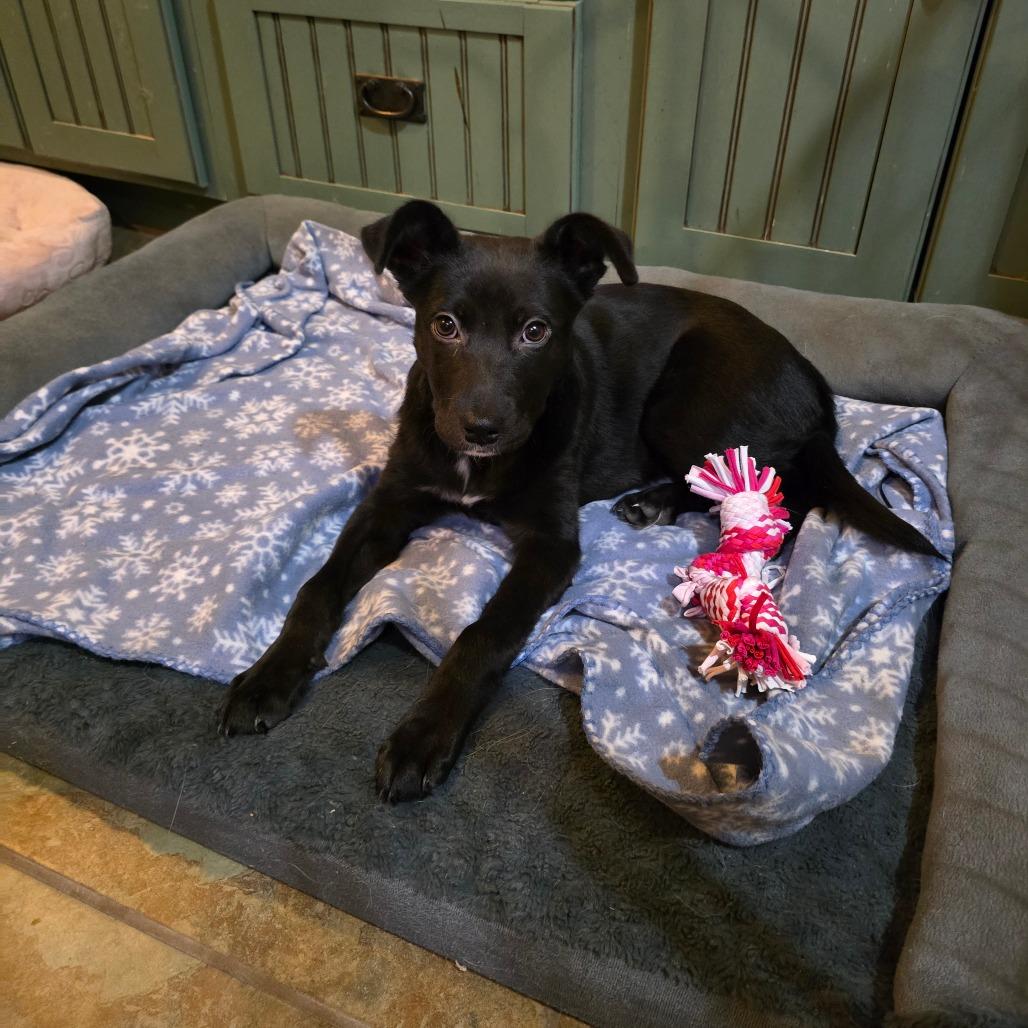Enlarge Tori, a Adoptable Mixed Breed in Las Cruces, NM image 5/6