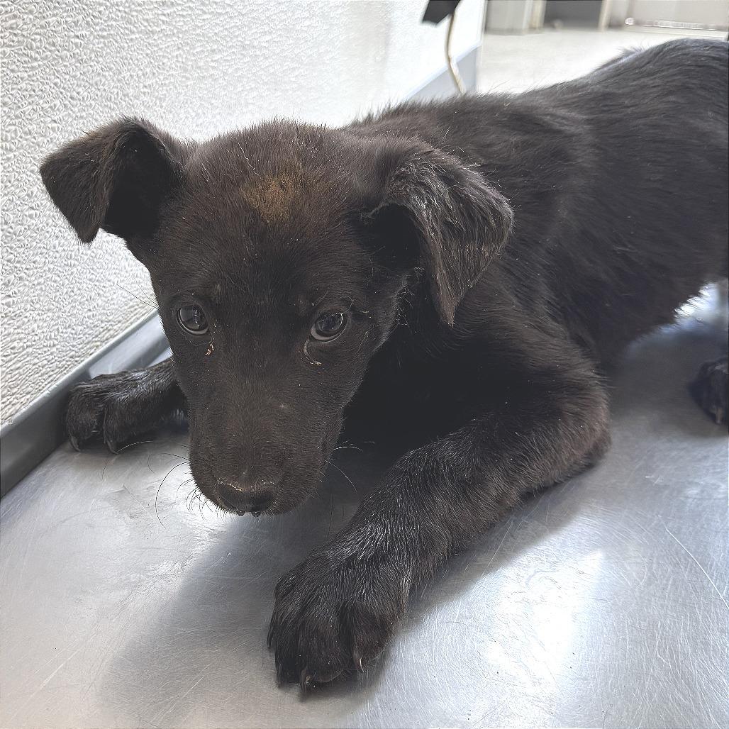 Enlarge Tori, a Adoptable Mixed Breed in Las Cruces, NM image 6/6