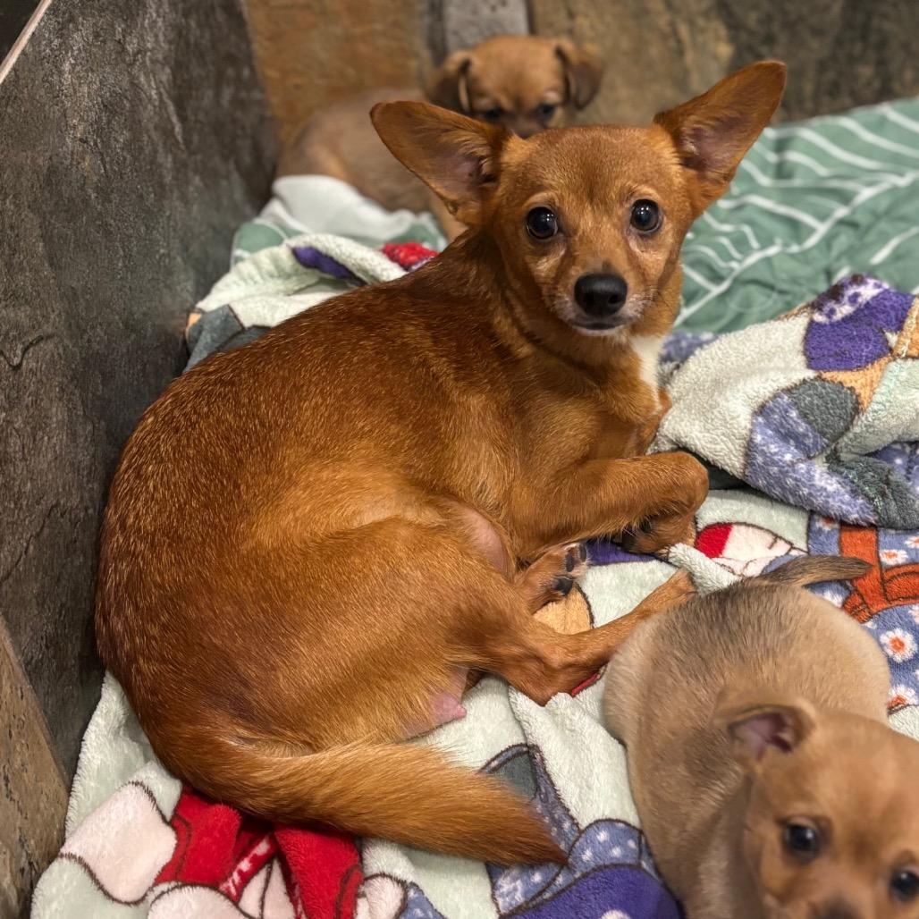 Enlarge WILMA, a Adoptable mixed breed in Wellington, FL image 3/4