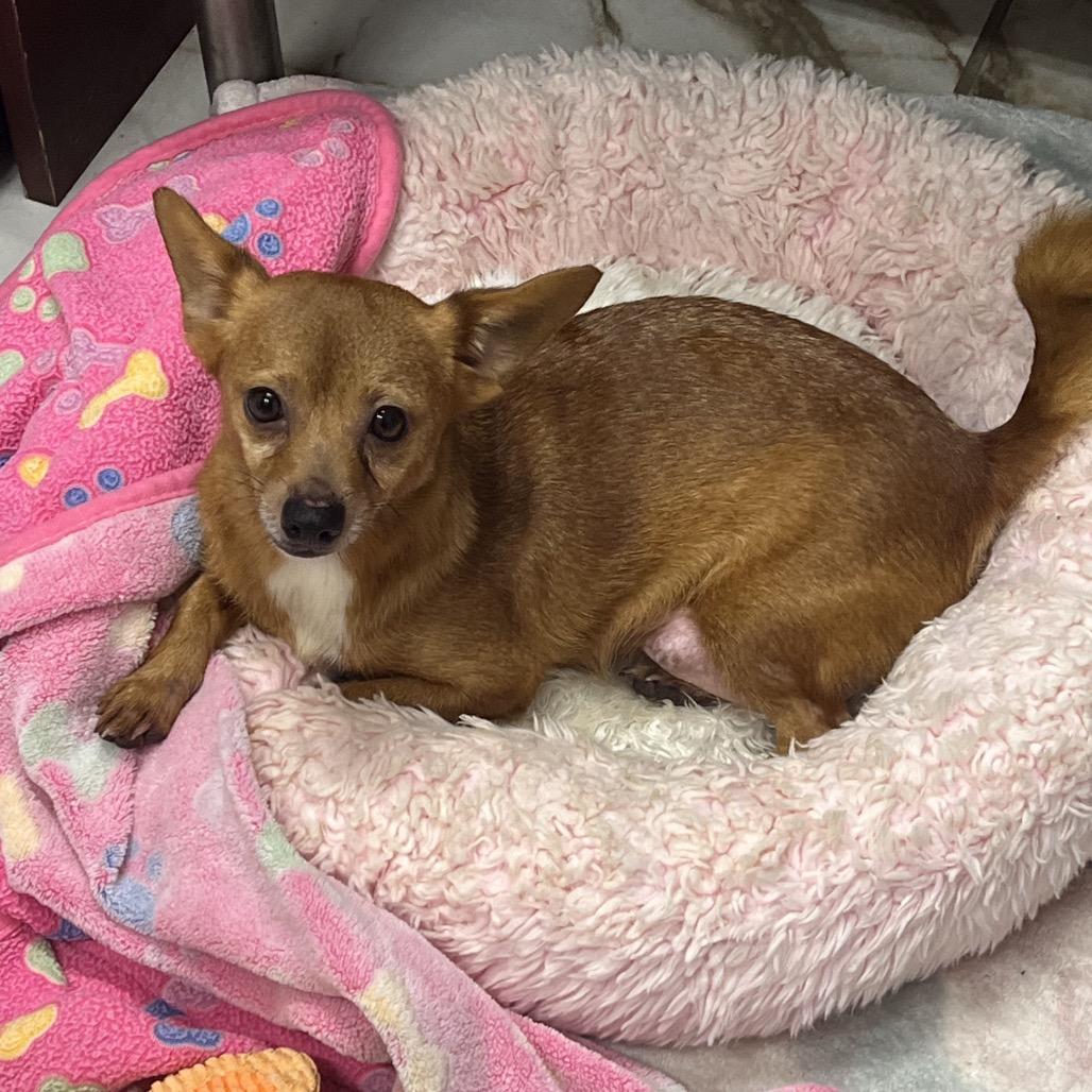 Enlarge WILMA, a Adoptable mixed breed in Wellington, FL image 4/4