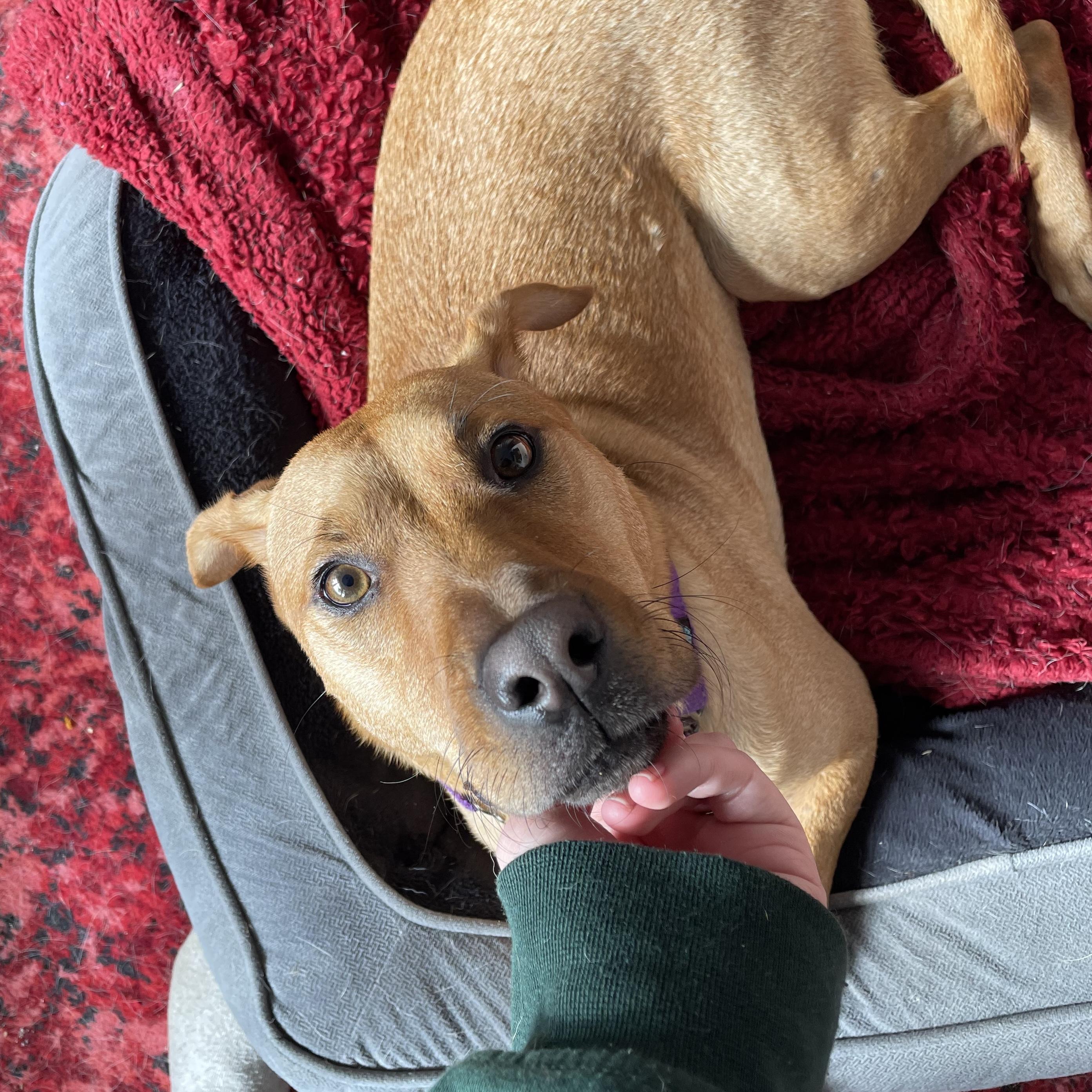 Grog — thumbnail 4